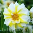 Bulbi Dalia Fire and Ice Lemon (Gherghina) plantare bulbi dalia fire and ice lemon pret 110x110