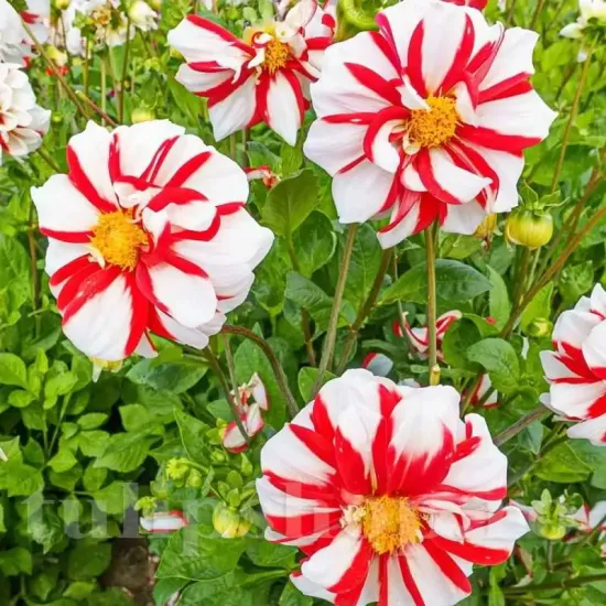 plantare bulbi dalia fire and ice mignon