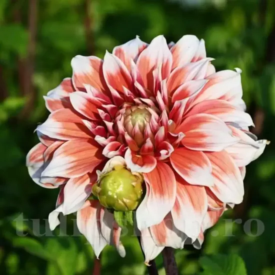 plantare bulbi dalia frost nip perena vara