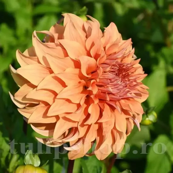 plantare bulbi dalia great herkules vara