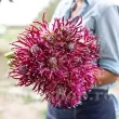 Bulbi Dalia Hollyhill Spiderwoman (Gherghina) plantare bulbi dalia hollyhill spiderwoman vara 110x110