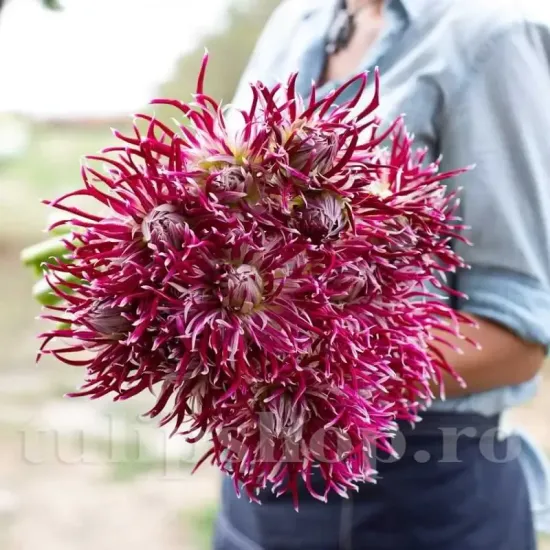 plantare bulbi dalia hollyhill spiderwoman vara