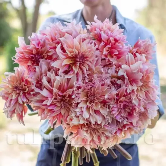 plantare bulbi dalia labyrinth pret