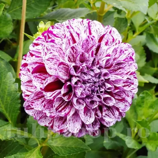 plantare bulbi dalia marble ball pret