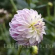 Bulbi Dalia Time for All (Gherghina) plantare bulbi dalia time for all pret 110x110