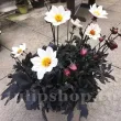Bulbi Dalia Bishop of Dover (Gherghina) plantare dalia bishop of dover bulbi primavara 110x110