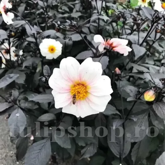 radacini dalia bishop of dover perena vara