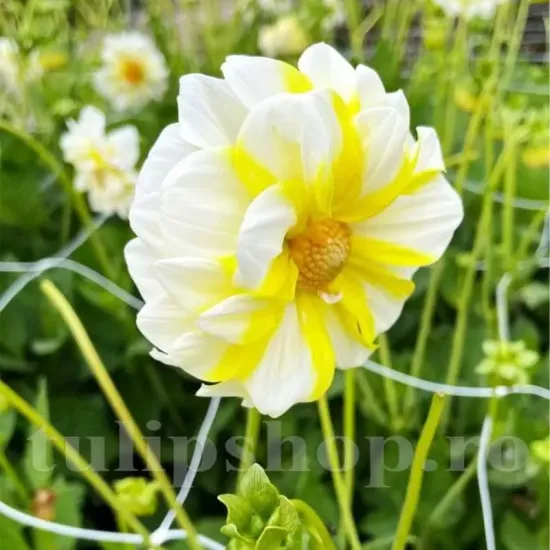 radacini dalia fire and ice lemon perena vara