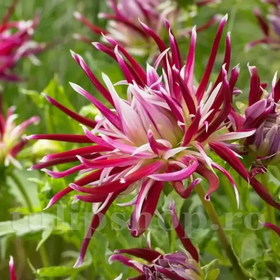 radacini dalia hollyhill spiderwoman exotica gradina