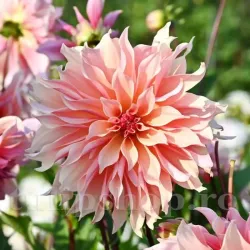 Bulbi Dalia Labyrinth (Gherghina)