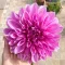 Bulbi Dalia Lavender Perfection (Gherghina)