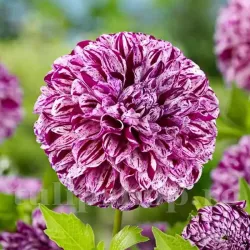 Bulbi Dalia Marble Ball (Gherghina)