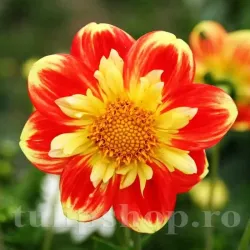 Bulbi Dalia Pooh (Gherghina)