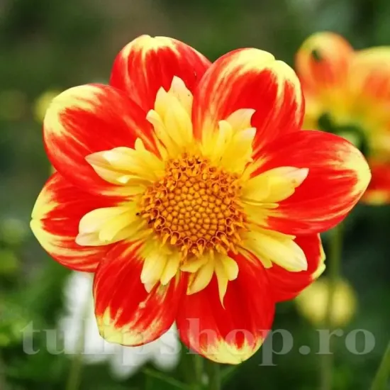 radacini dalia pooh perena bicolora