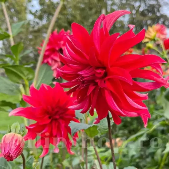 radacini dalia red labyrinth perena gradina