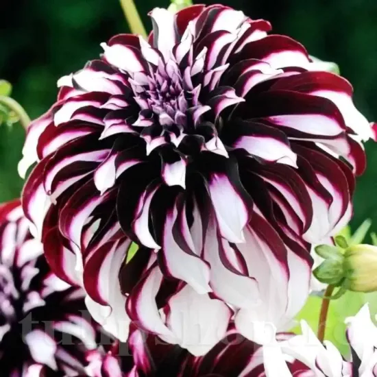 radacini dalia tartan perena gradina vara