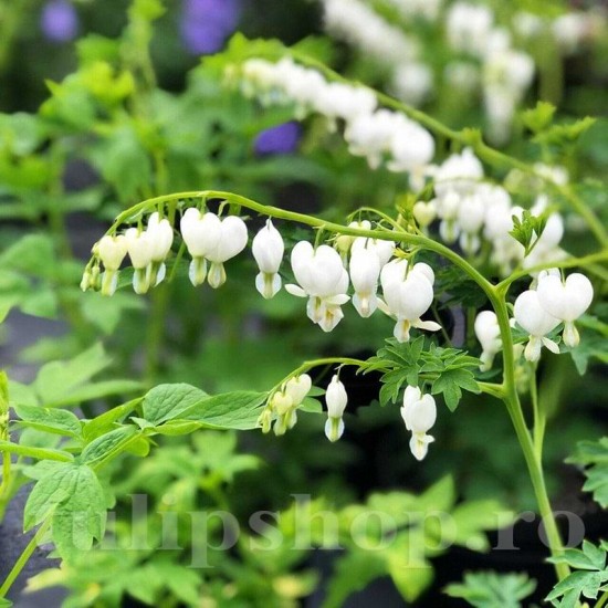 Bulbi Dicentra Spectabilis Alba (Cerceii Doamnei)