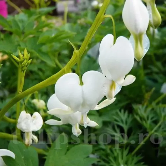 bulbi dicentra spectabilis alba flori albe primavara