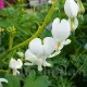 bulbi dicentra spectabilis alba flori albe primavara
