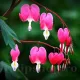 bulbi dicentra spectabilis roz umbra gradina