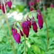 dicentra bacchanal flori rosii foliaj verde albastrui 110x110