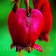 dicentra bacchanal planta perena umbra gradina 110x110
