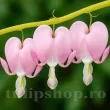dicentra cupid flori roz foliaj fin 110x110