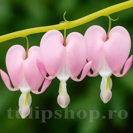 dicentra cupid flori roz foliaj fin
