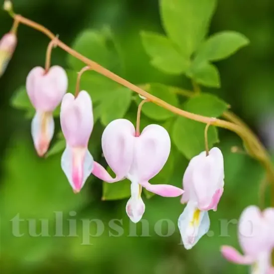 dicentra cupid planta perena gradina umbra