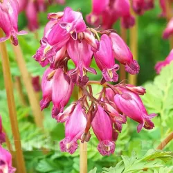 Bulbi Dicentra Luxuriant (Cerceii Doamnei)