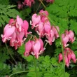 dicentra luxuriant planta perena umbra gradina 110x110