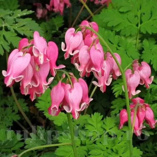 dicentra luxuriant planta perena umbra gradina