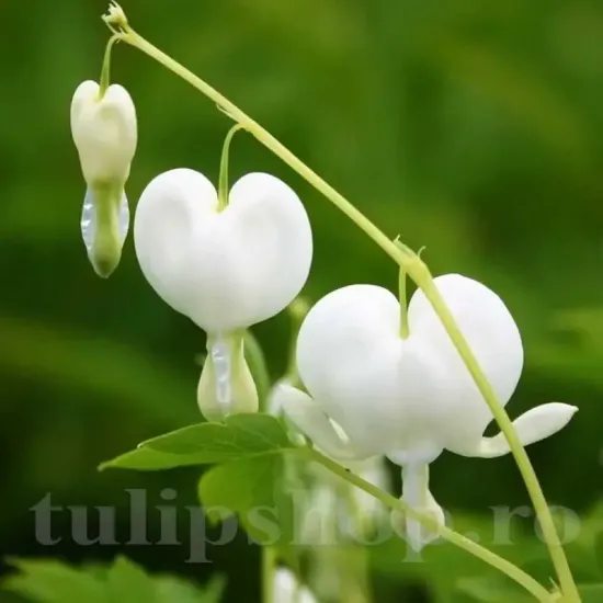 dicentra spectabilis alba planta perena umbra