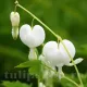 dicentra spectabilis alba planta perena umbra