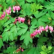 dicentra spectabilis roz planta perena primavara 110x110