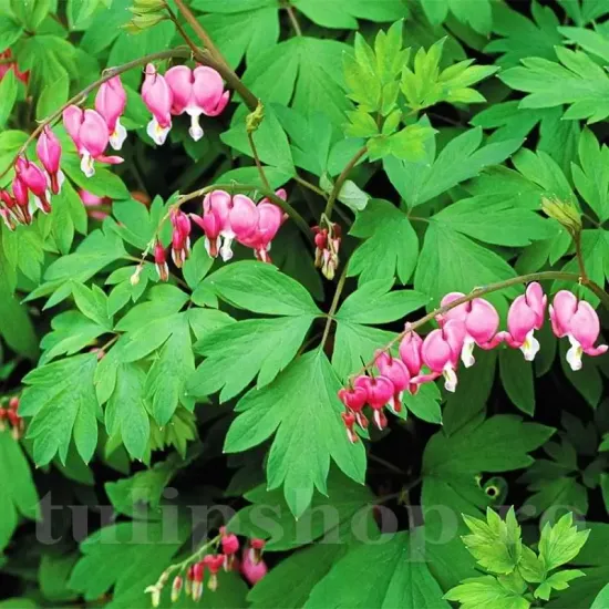 dicentra spectabilis roz planta perena primavara