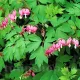 dicentra spectabilis roz planta perena primavara