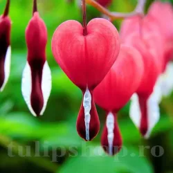 Bulbi Dicentra Valentine (Cerceii Doamnei)