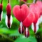 Bulbi Dicentra Valentine (Cerceii Doamnei)