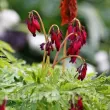 plantare dicentra bacchanal rizomi primavara 110x110