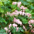 plantare dicentra cupid rizomi primavara 110x110