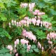 plantare dicentra cupid rizomi primavara