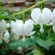 plantare dicentra spectabilis alba gradina