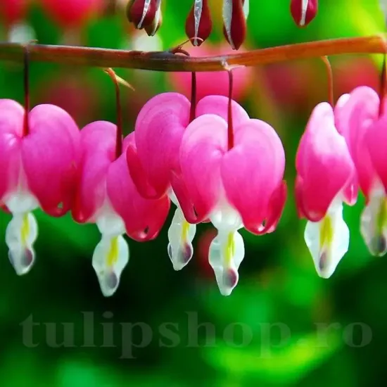 plantare dicentra spectabilis roz rizomi pret