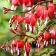 Bulbi Dicentra Valentine (Cerceii Doamnei) plantare dicentra valentine rizomi primavara 110x110
