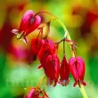 radacini dicentra bacchanal inima insangerata rosu 110x110