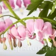 radacini dicentra cupid inima insangerata roz pastel 110x110