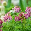 radacini dicentra luxuriant inima insangerata roz 110x110
