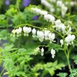 radacini dicentra spectabilis alba inima insangerata alb 110x110