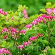 radacini dicentra spectabilis roz inima insangerata 110x110
